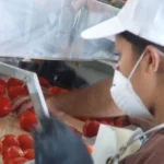 Exportaciones: el tomate triturado sanjuanino triunfa en Bolivia