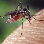 Dengue en San Juan: recomendaciones sanitarias para deportistas e instituciones